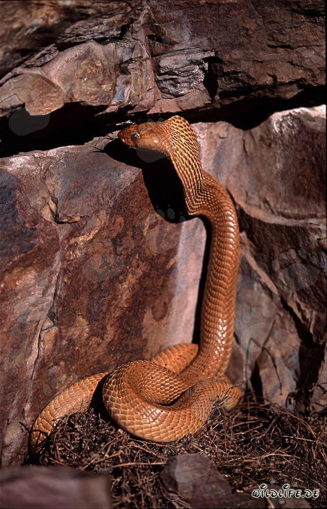 Fascinating Cape Cobra observing a rock column