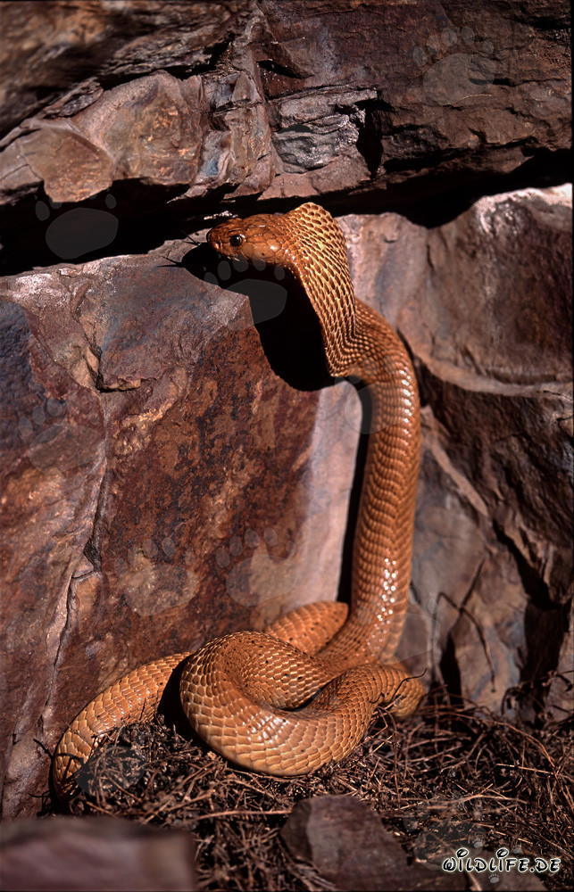 Fascinante cobra de El Cabo observando una grieta en la roca