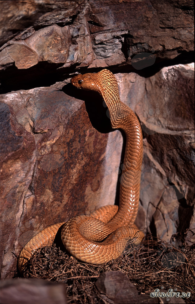Cobra du Cap fascinante observant une crevasse dans la roche
