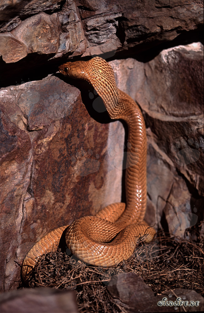 Il Kapkobra esplora curiosamente una fenditura nella roccia