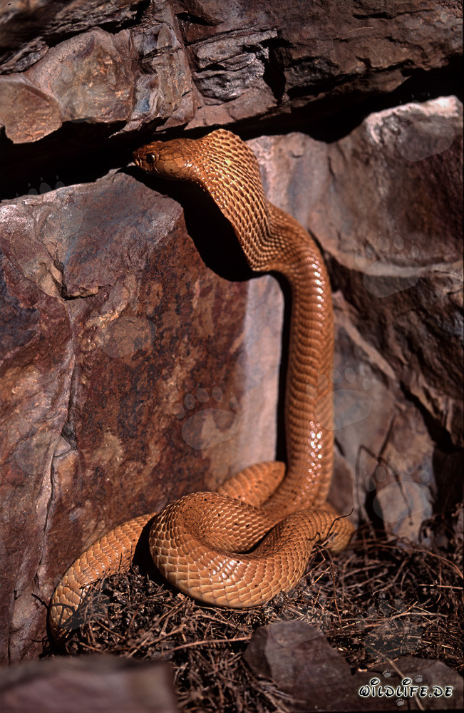 La Kapkobra explora curiosamente una grieta en la roca