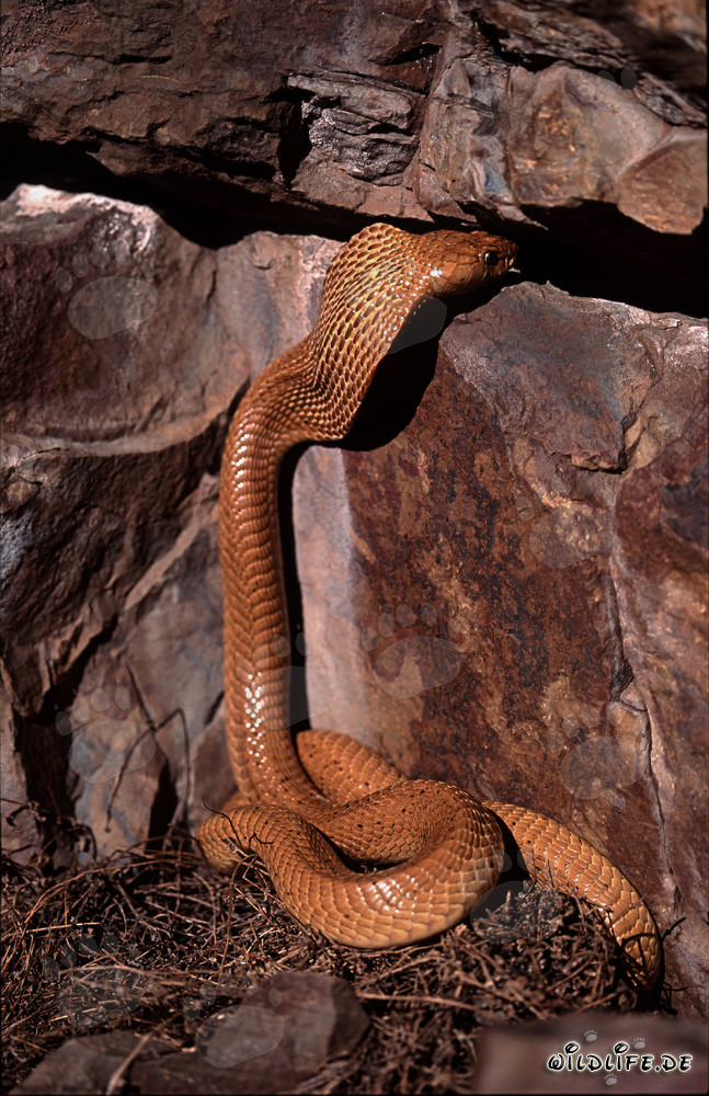 Cobra de El Cabo Dorada en camino hacia su grieta en las montañas de Gansbaai