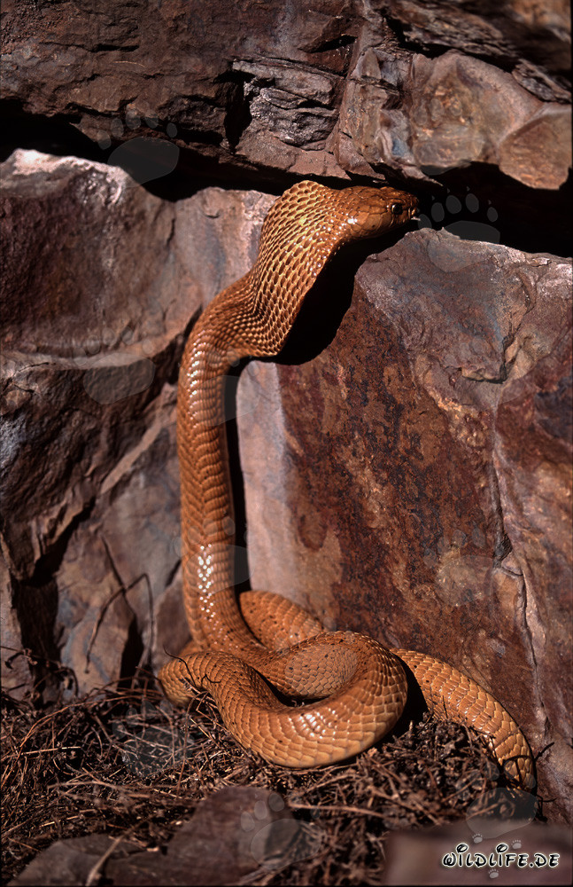 Cobra del Capo dorata in cammino verso la sua fessura nelle montagne di Gansbaai