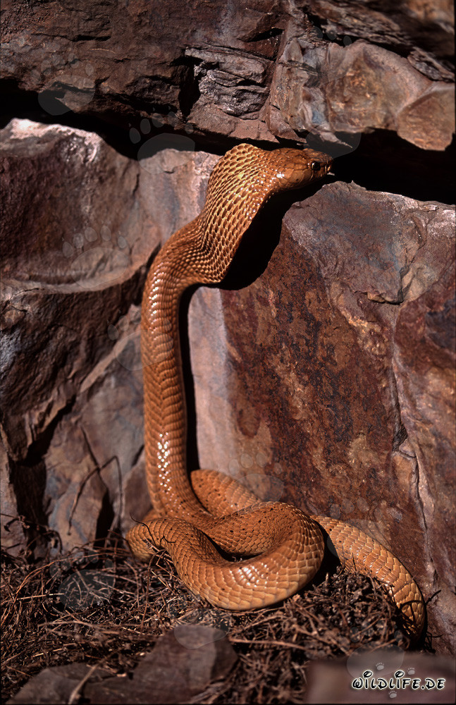 Cobra du Cap dorée se dirige vers sa crevasse dans les montagnes de Gansbaai