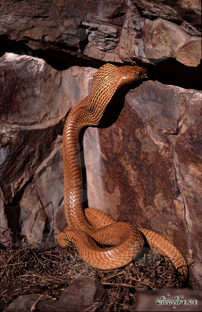 Golden Cape Cobra on its way to a rock crevice in the Gansbaai Mountains