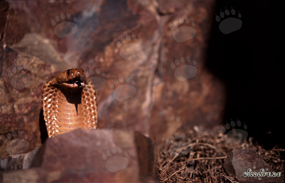 Cape Cobra observing the valley from a rock