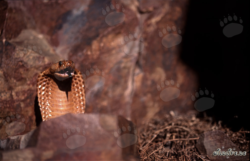 Kapkobra beobachtet das Tal von einem Felsen aus
