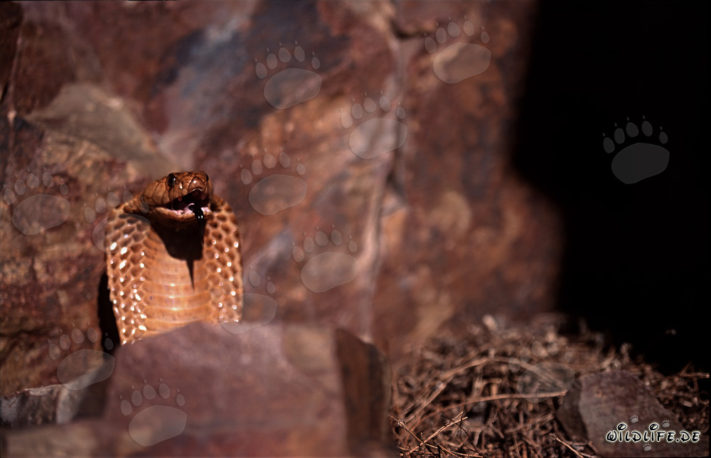 La Kapkobra observa el valle desde una roca