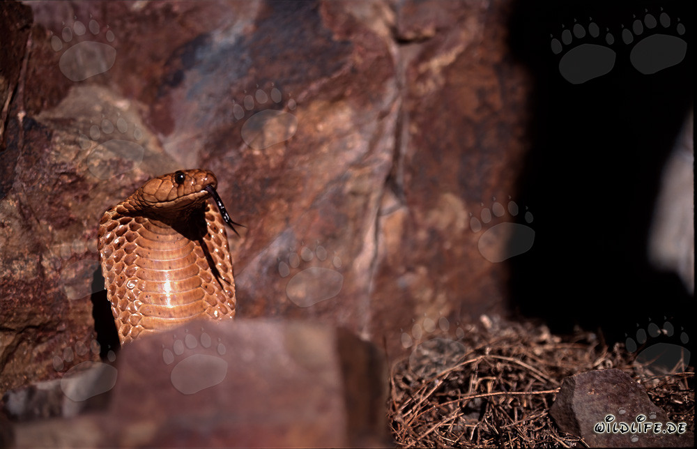 Cobrap del Cabo al sol sobre rocas coloridas