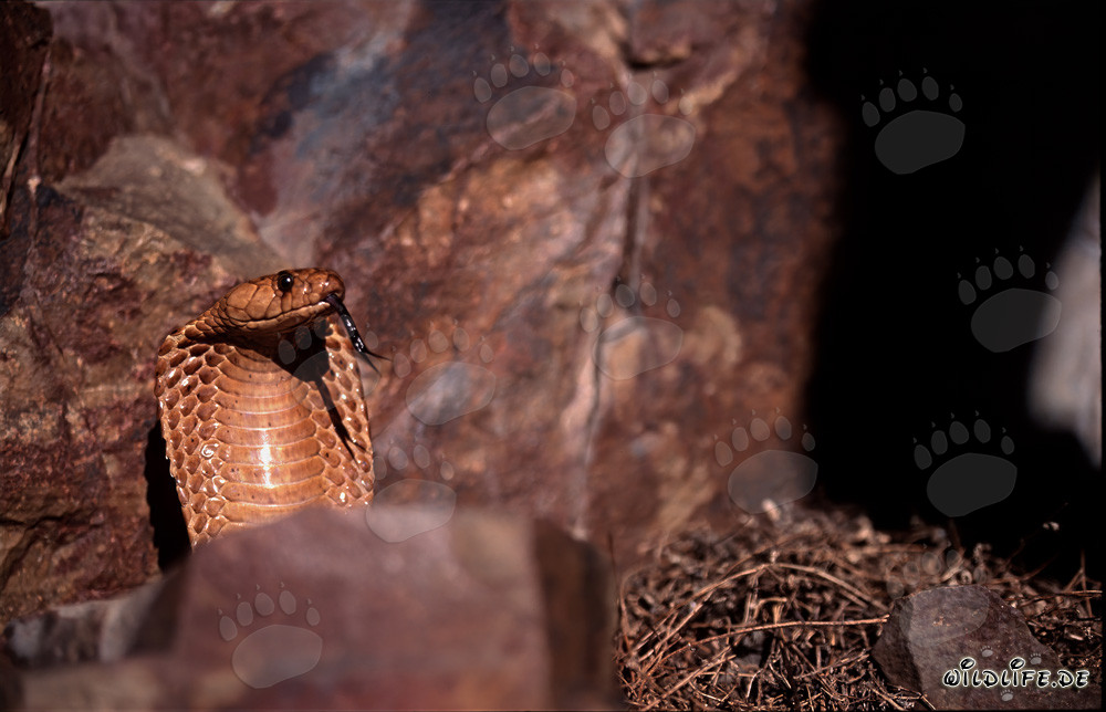 Cobrap del Capo al sole su rocce colorate
