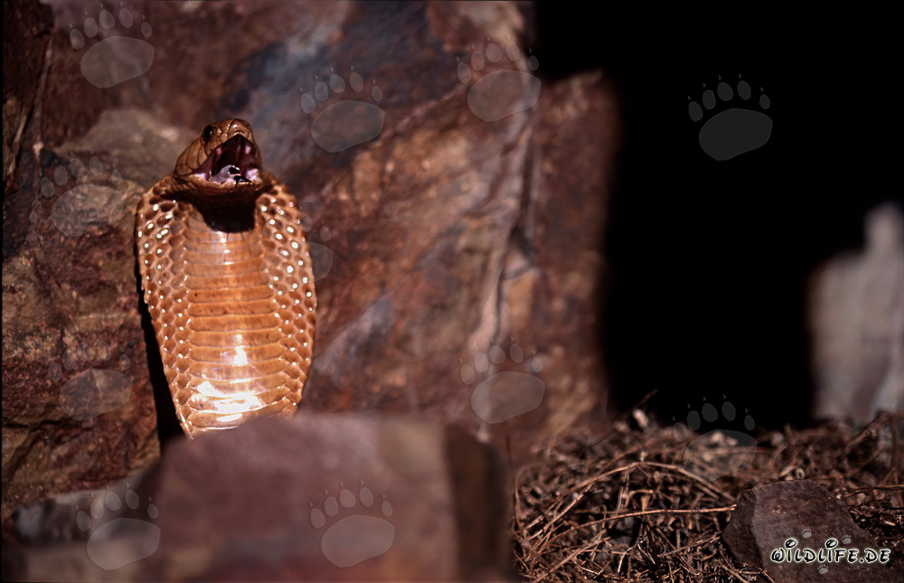 Impressive Threatening Behavior of the Cape Cobra in the Gansbaai Mountains, South Africa