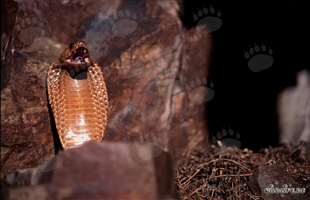 Impresionante comportamiento amenazante de la cobra del Cabo en las montañas de Gansbaai, Sudáfrica