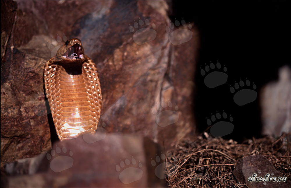 Comportement menaçant impressionnant du cobra du Cap dans les montagnes de Gansbaai, Afrique du Sud