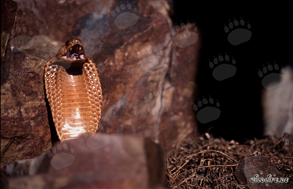 Impressionante comportamento minaccioso del cobra del Capo nelle montagne di Gansbaai, Sudafrica