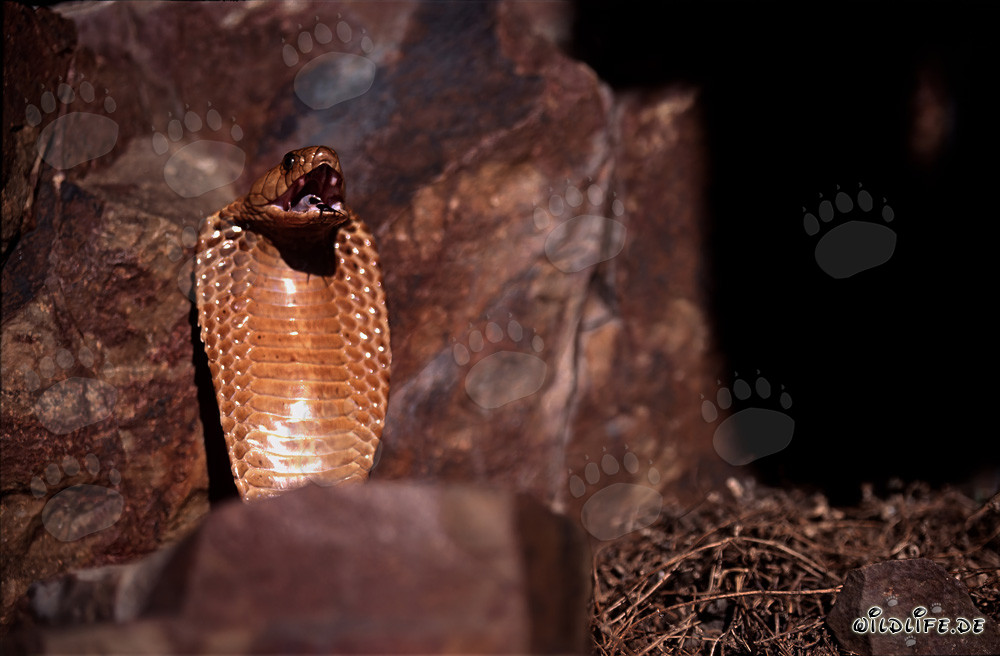 Tense Cape Cobra on Rocky Outcrop in the Gansbaai Mountains, South Africa