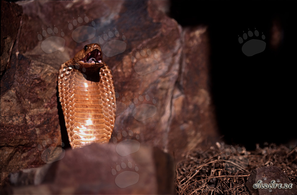 Cobra del Cabo tensa en un saliente de roca en las montañas de Gansbaai, Sudáfrica