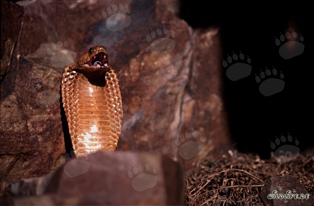 Cobra del Capo tesa su una sporgenza rocciosa nelle montagne di Gansbaai, Sudafrica