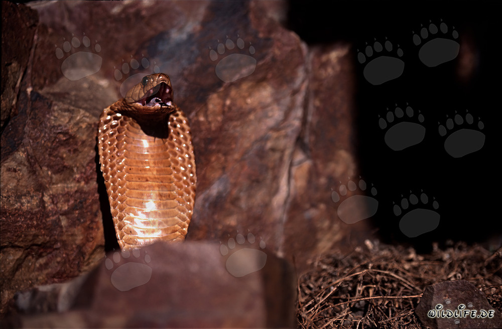 Angespannte Kapkobra auf Felsvorsprung in den Gansbaai Mountains, Südafrika
