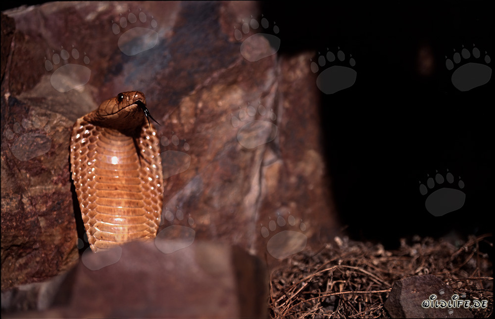 Fascinating Cape Cobra in the Gansbaai Mountains