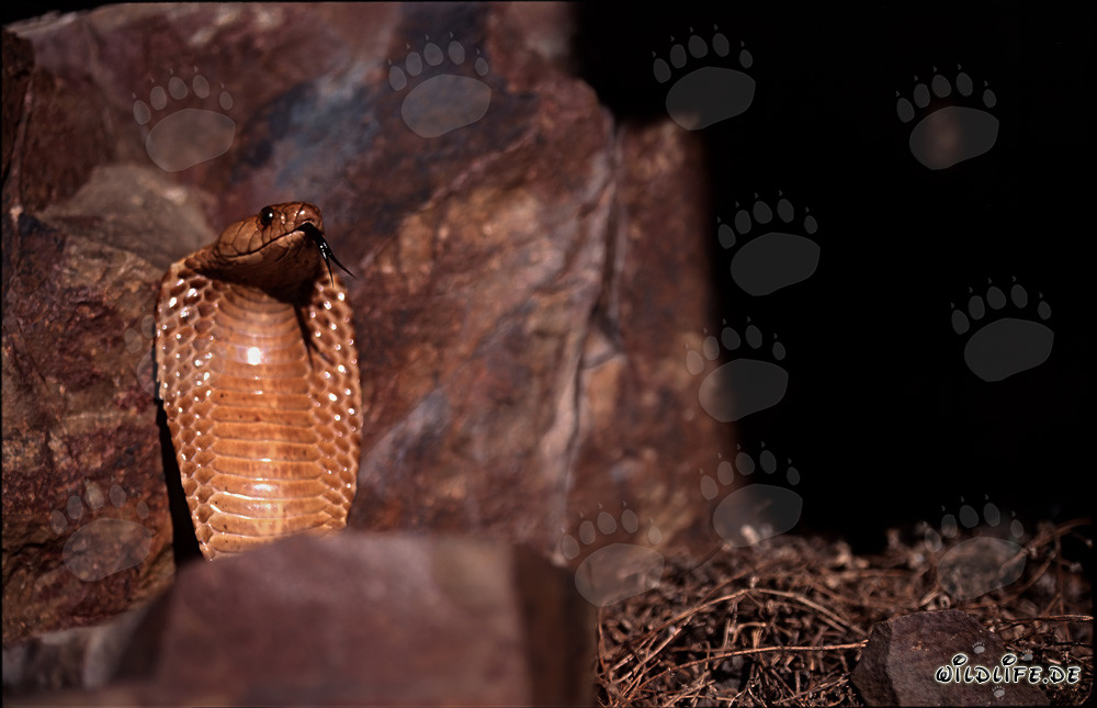 Cobra del Cabo fascinante en las montañas de Gansbaai