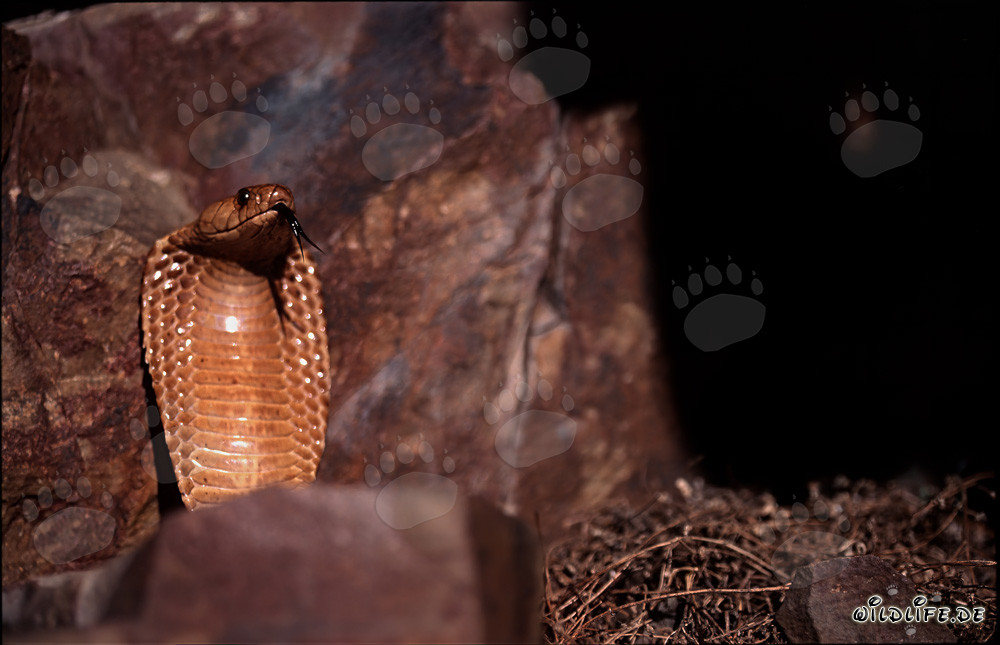 Affascinante Cobra del Capo sulle montagne di Gansbaai
