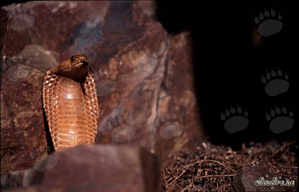 Cobra du Cap fascinante dans les montagnes de Gansbaai