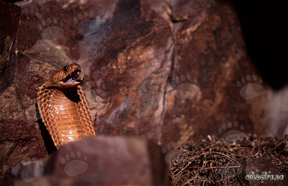 Cape Cobra fascinante - Naja nivea