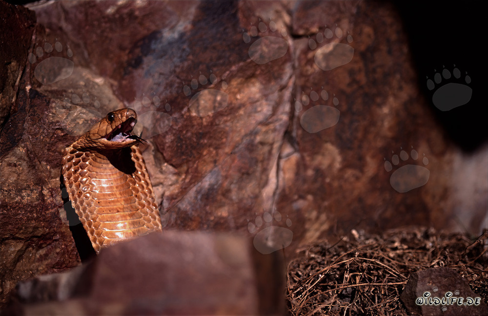 Fascinating Cape Cobra - Naja nivea