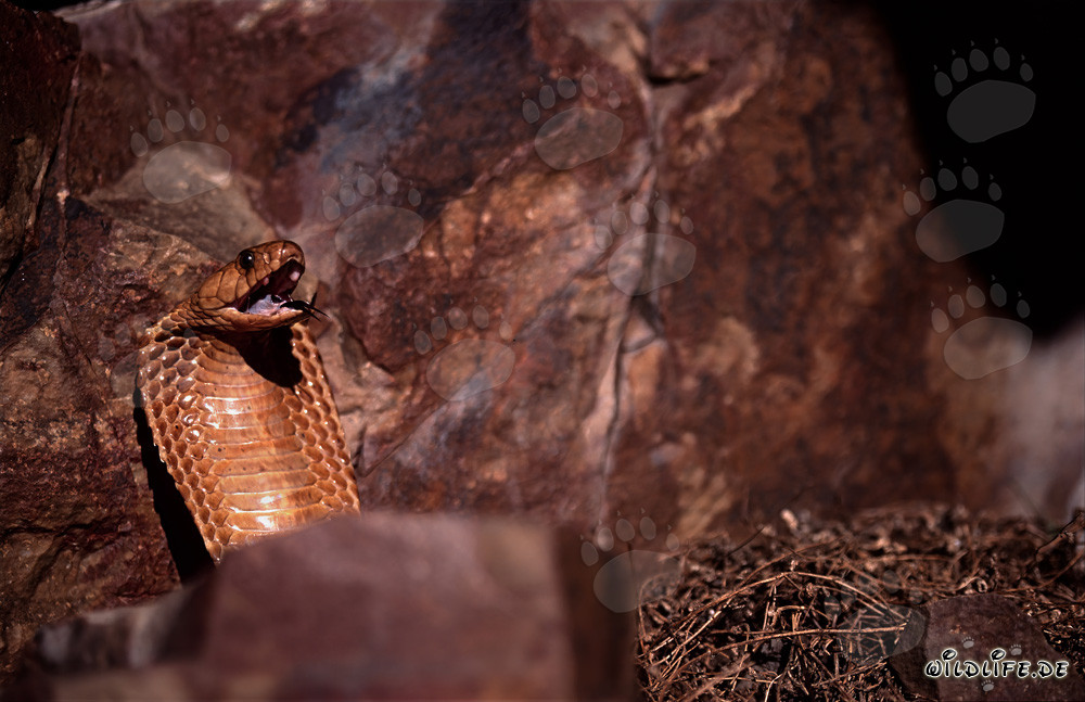 Cobra del Cabo fascinante - Naja nivea