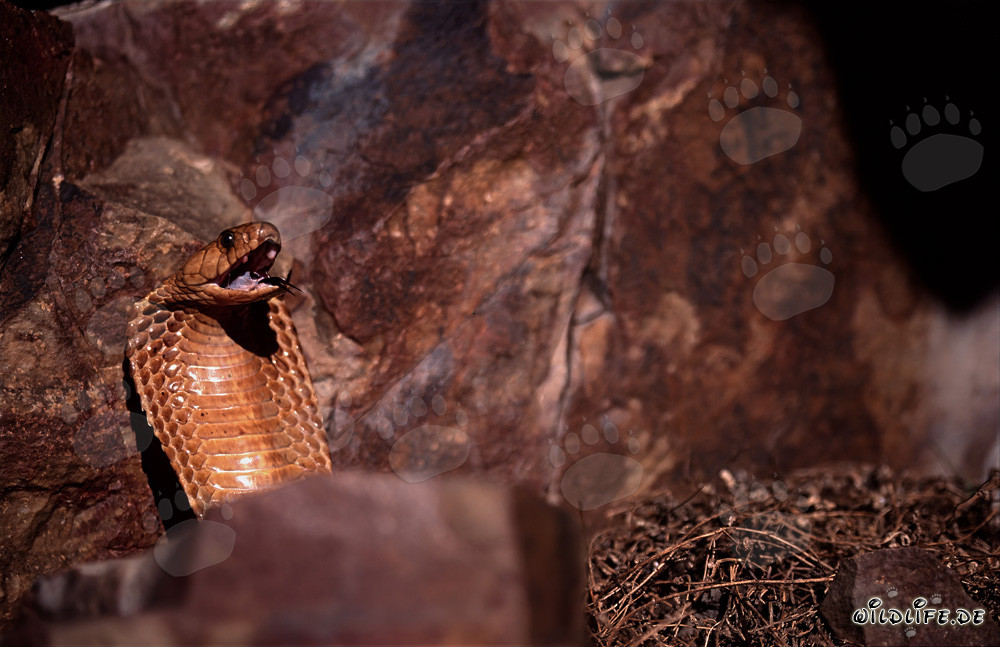 Affascinante Cobra del Capo - Naja nivea