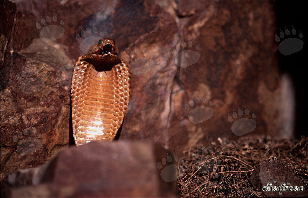 Impressive threat display of the Cape Cobra in the Gansbaai Mountains, South Africa