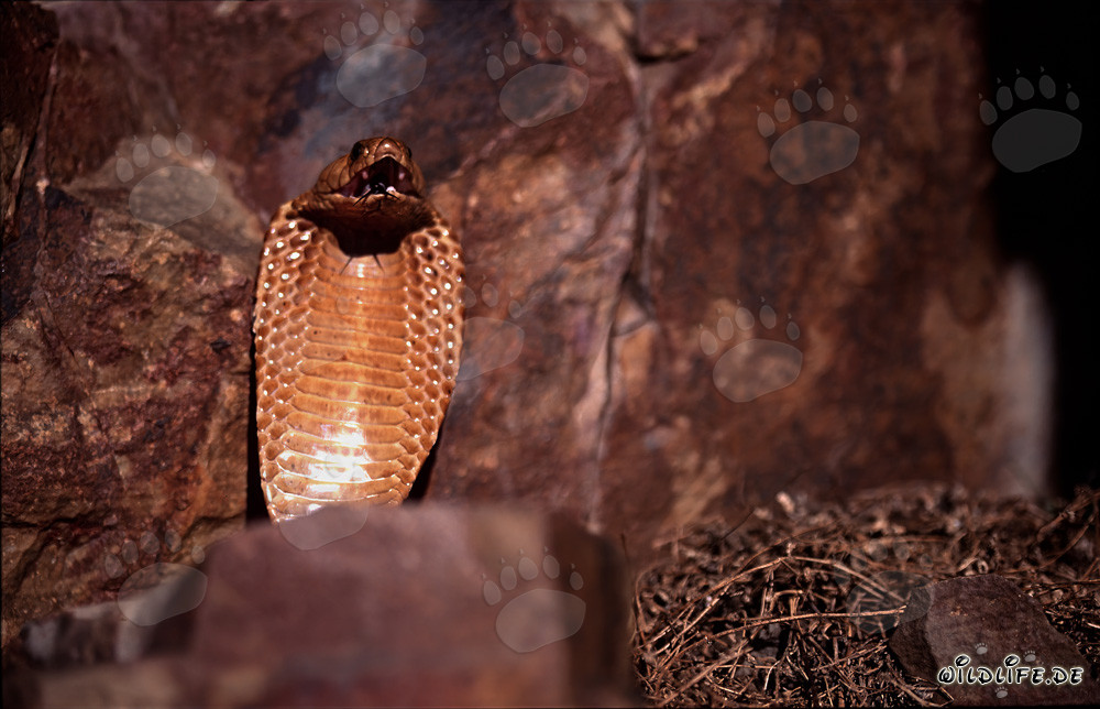 Imponente comportamento minaccioso del cobra del Capo nelle montagne di Gansbaai, Sudafrica