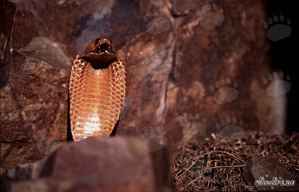 Comportement menaçant imposant du cobra du Cap dans les montagnes de Gansbaai, Afrique du Sud