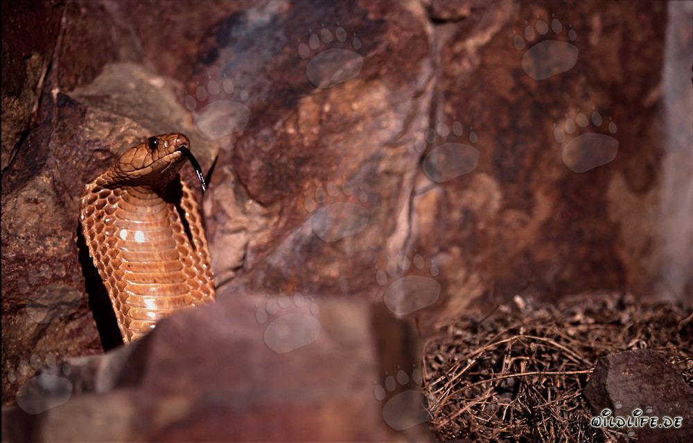 La cap cobra déploie son cou en un imposant bouclier