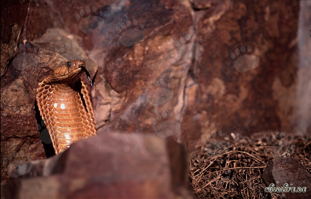 Cape Cobra spreads its hood to an impressive shield
