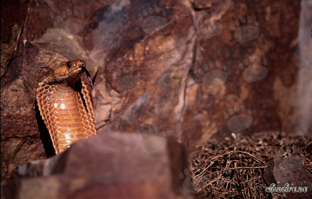 La cobra del cabo extiende su cuello formando un imponente escudo