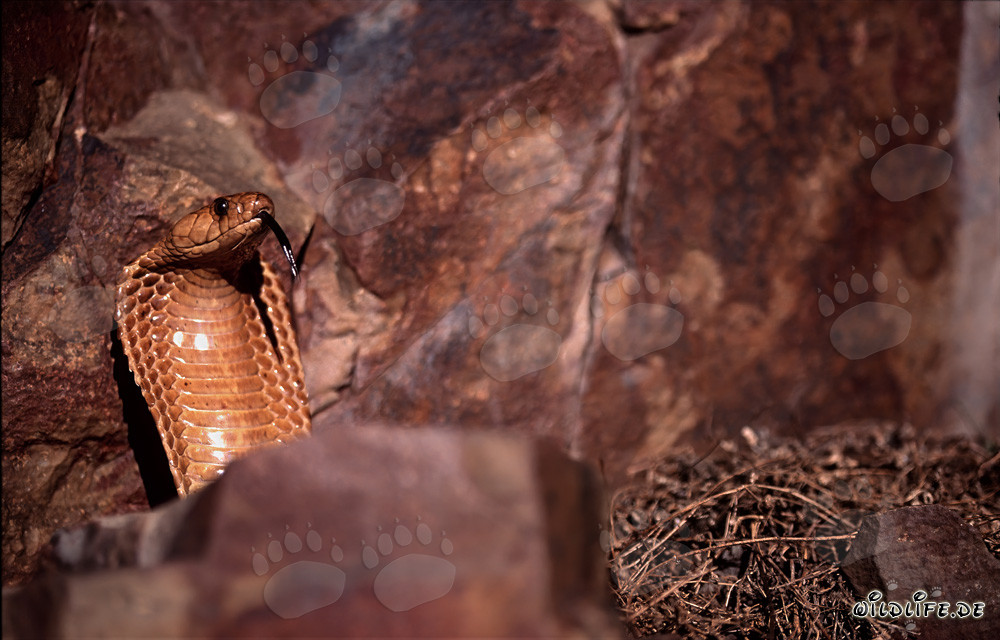 La cobra del Capo spalanca il suo collo formando un'imponente scudo