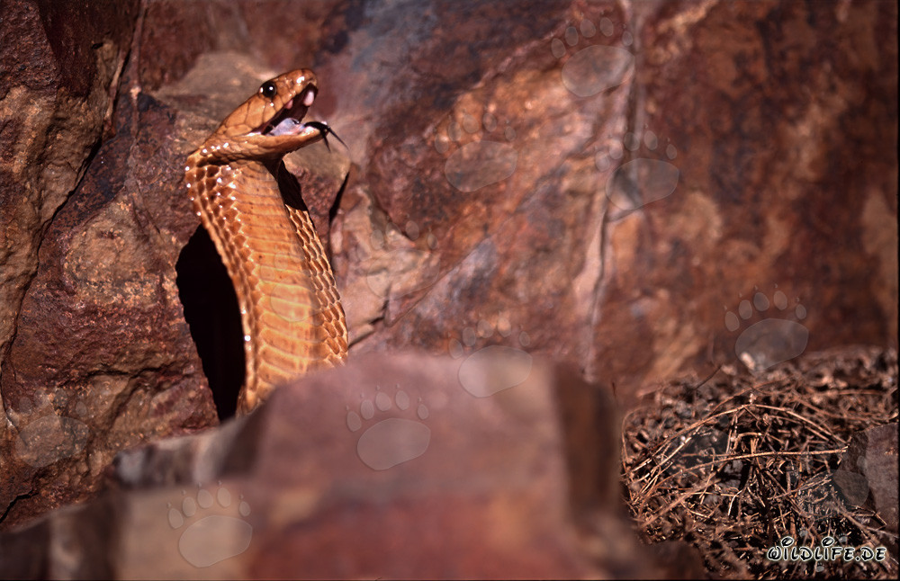 Cape Cobra - A majestic and dangerous beauty in the Gansbaai Mountains