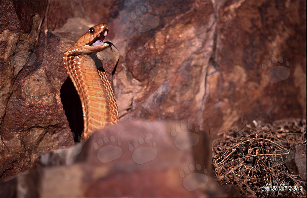 Kapkobra - Una bellezza maestosa e pericolosa sulle montagne di Gansbaai