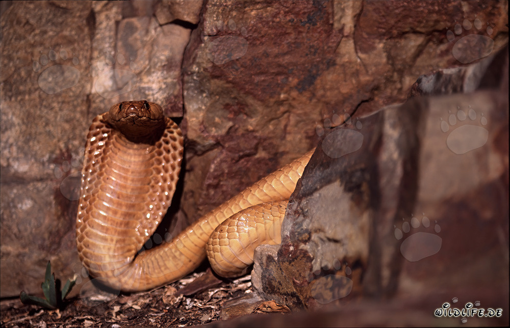 Cobras du Cap dans leur environnement naturel