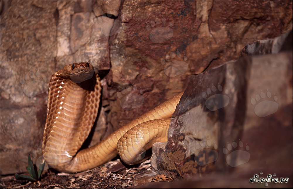 Impressive Cape Cobra spreading its hood in the Gansbaai Mountains, South Africa
