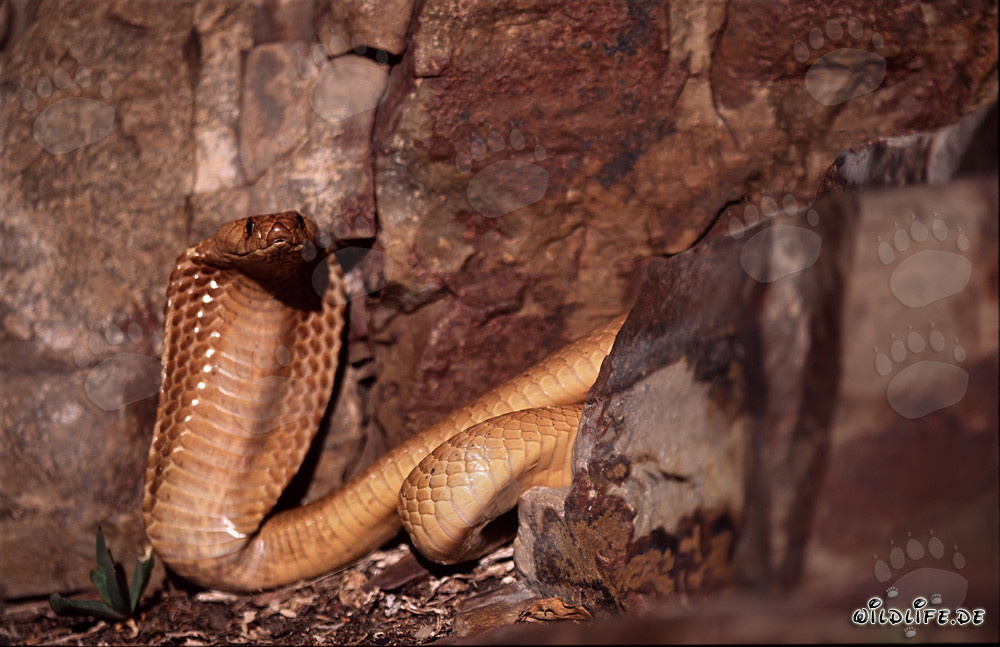 Impresionante cobra del Cabo con el cuello expandido en las montañas de Gansbaai, Sudáfrica