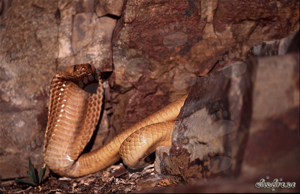 Imponente cobra del Capo con collo spiegato nelle montagne di Gansbaai, Sudafrica