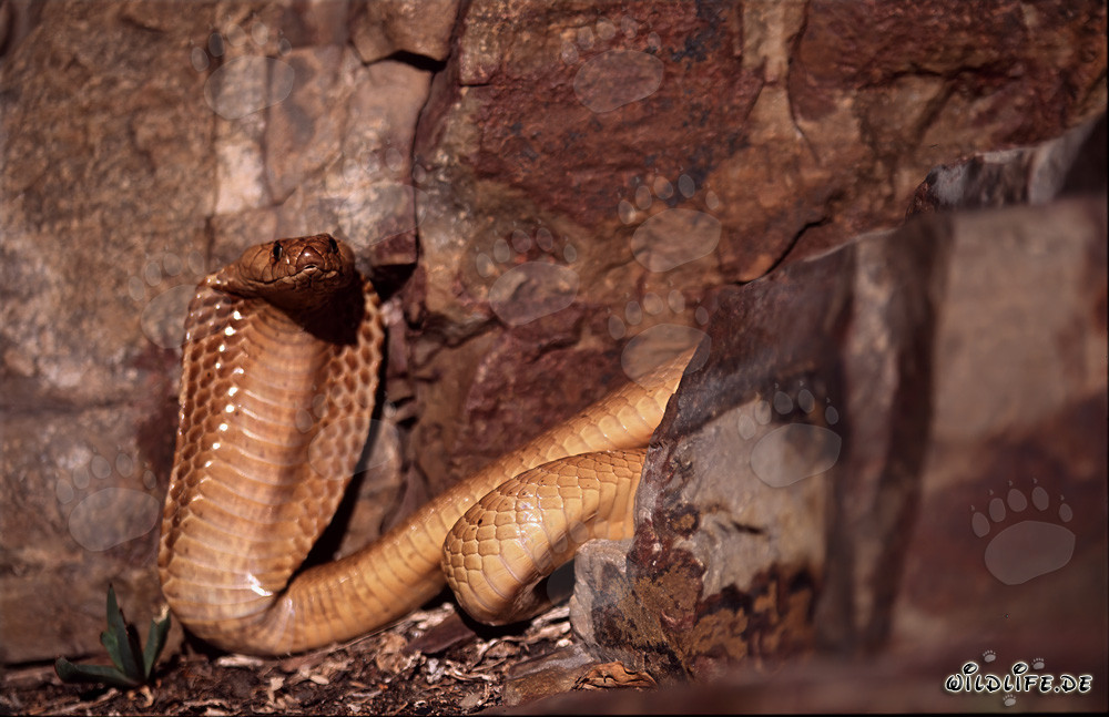 Impressionnant cobra du Cap avec un col écarté dans les montagnes de Gansbaai, Afrique du Sud