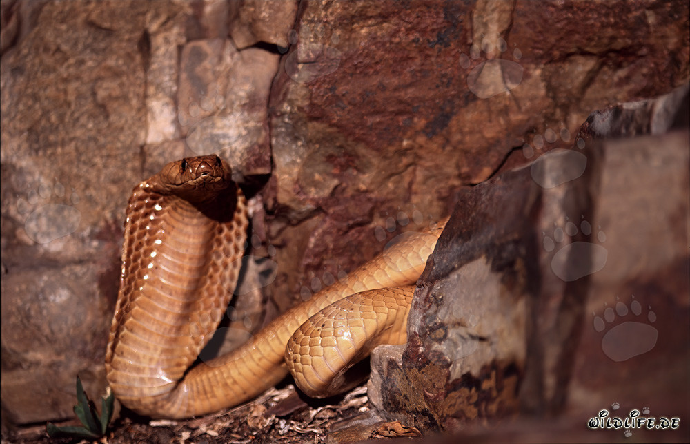 Fascinating Cape Cobra in front of a colorful rock wall