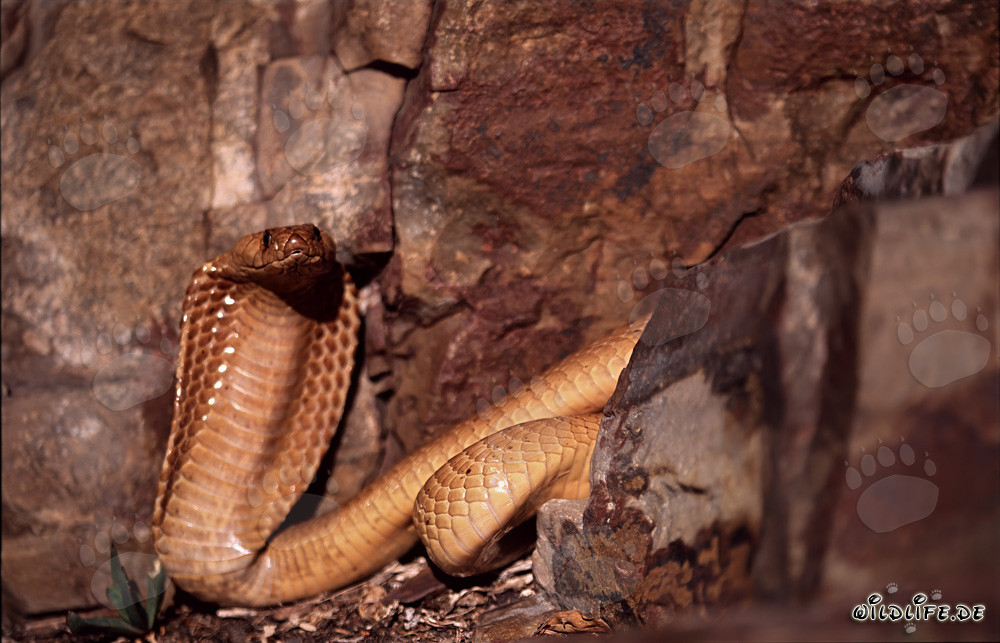Cobra du Cap fascinante devant un mur de roche coloré