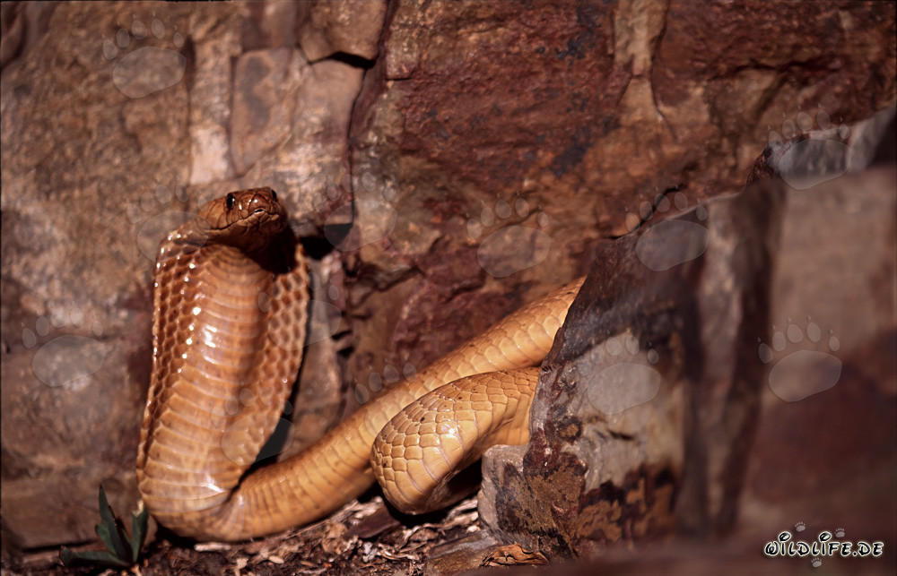 Fascinating Cape Cobra in colorful rocks of the Western Cape