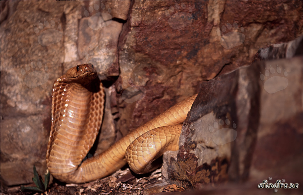 Cobra du Cap fascinante dans les rochers colorés du Cap occidental