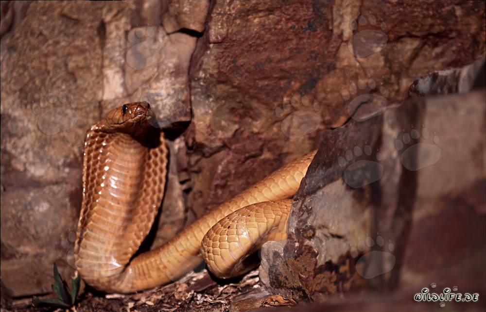 Affascinante Cobra del Capo tra le rocce colorate del Capo Occidentale