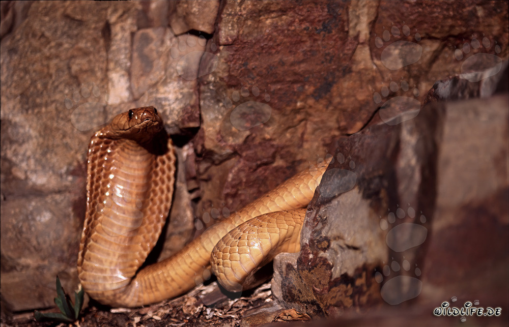 Faszinierende Kapkobra in bunten Felsen des Western Cape